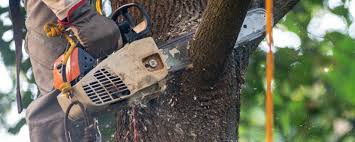 Best Tree Risk Assessment  in Sullivan City, TX